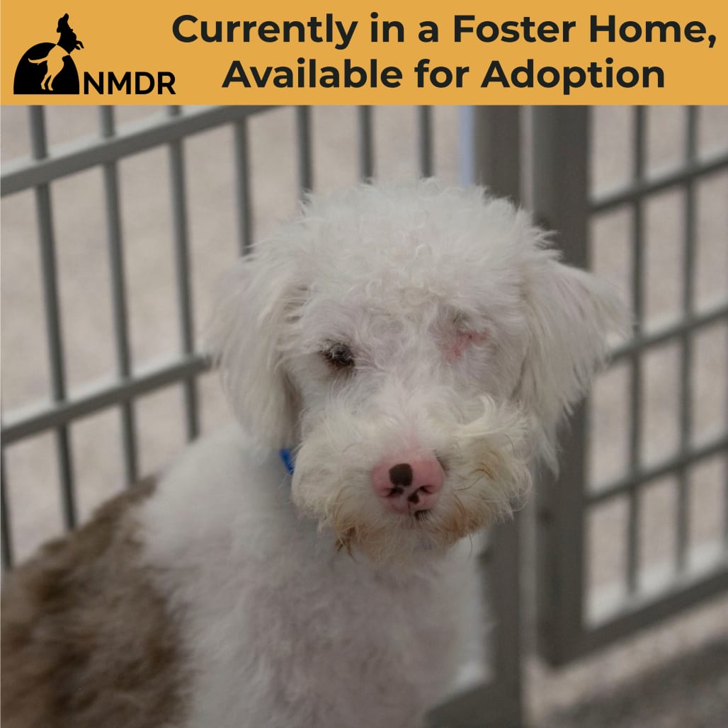 Photo of Buckee (JY26-110), adoptable Schnauzer, Miniature / Poodle, Miniature in Colorado Springs, Colorado