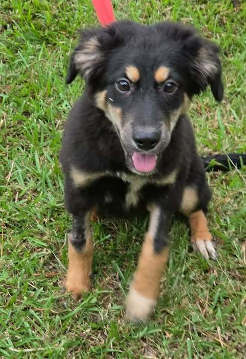 Photo of Trixie, adoptable German Shepherd Dog in Brewster, New York