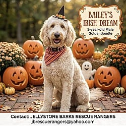 Photo of Bailey's Irish Dream, adoptable Goldendoodle in Yorkville, Illinois