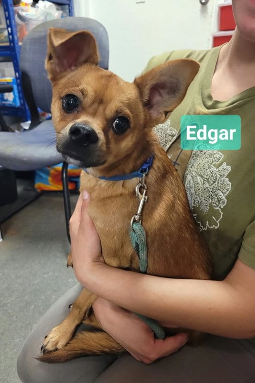 Photo of Edgar Allan Bro, adoptable Chihuahua in Richmond, Indiana