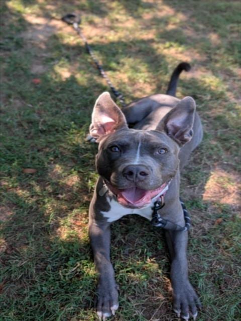 Photo of Kyrie, adoptable Pit Bull Terrier in Chapel Hill, North Carolina