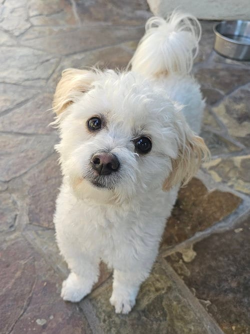 Photo of Portobello, adoptable Maltese in Mission Viejo, California