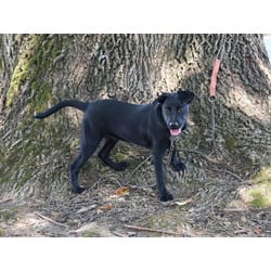 Photo of Shadow, adoptable Dachshund Chihuahua in Medfield, Massachusetts