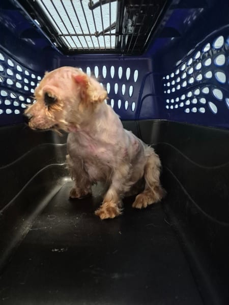 Photo of Lily, adoptable Shih Tzu cross in Lawrenceville, Georgia