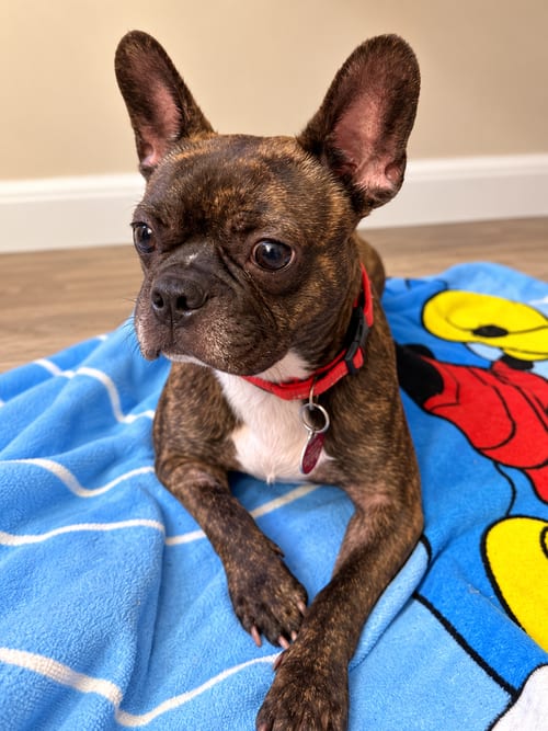 Photo of Duke, adoptable French Bulldog in Nashville, Tennessee