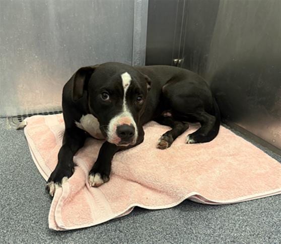 Photo of Kodak, adoptable Mixed Breed