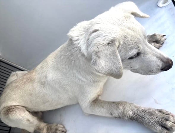 Photo of Senior Labrador Retriever, adoptable Labrador Retriever in Houston, Texas