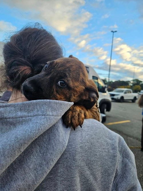 Photo of Lainey, adoptable Unknown breed in Holbrook, New York