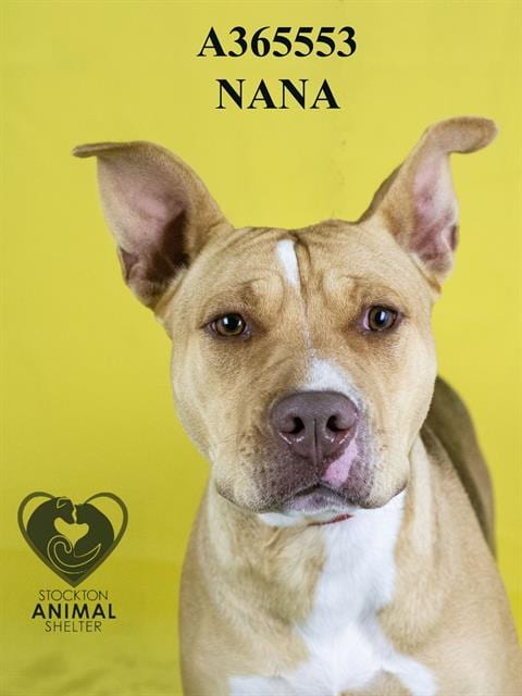Photo of Nana, adoptable Pit Bull Terrier in Stockton, California