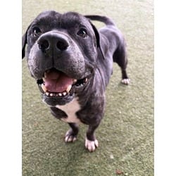 Photo of Prince, adoptable Terrier (Unknown Type, Medium) in Doral, Florida