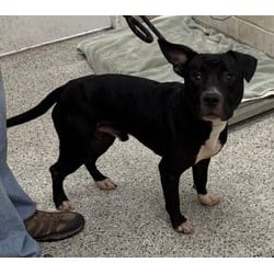 Photo of Matteo, adoptable American Pit Bull Terrier in Kansas City, Missouri