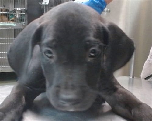 Photo of Chips Ahoy, adoptable Pit Bull Terrier in San Bernardino, California