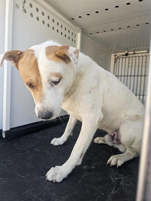 Photo of A171500, adoptable Australian Cattle Dog/Blue Heeler in Bakersfield, California