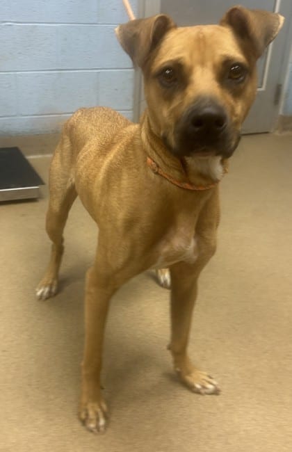 Photo of Brody, adoptable dog in Chamblee, Georgia