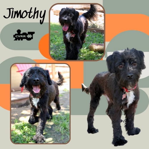 Photo of Jimothy, adoptable Terrier in Lindsay, California