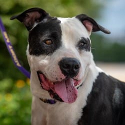 Photo of Ferdinand JuM, adoptable American Pit Bull Terrier in Hartford, Connecticut