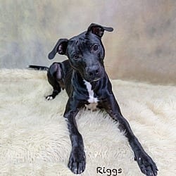 Photo of Riggs, adoptable Labrador Retriever Pit Bull Terrier in Hot Springs Village, Arkansas