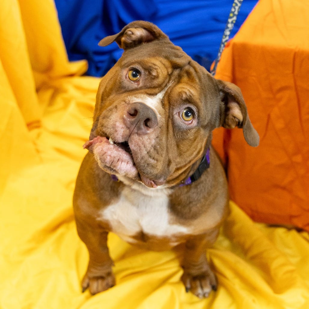 Photo of Sir Squishy Rumpkin, adoptable Mixed Breed (Large) in Gainesville, Florida