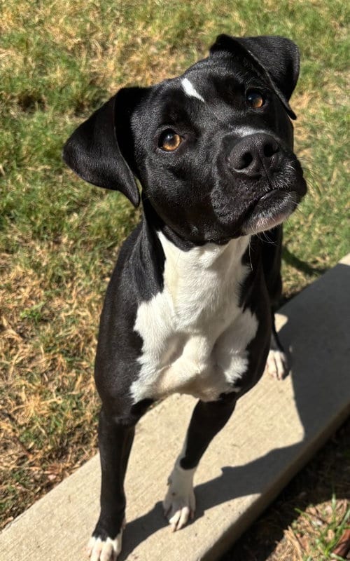 Photo of Little Debbie, adoptable Boxer in Little Elm, Texas