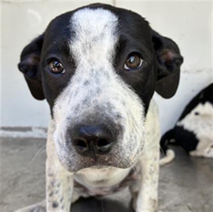 Photo of Stiletto, adoptable Australian Cattle Dog/Blue Heeler in Ukiah, California
