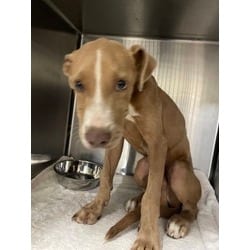 Photo of Jamie, adoptable American Pit Bull Terrier in Baton Rouge, Louisiana