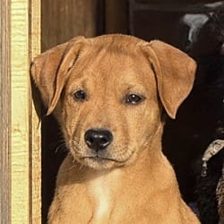 Photo of Tina, adoptable Retriever (Unknown Type) Mixed Breed (Medium) in Dumont, New Jersey