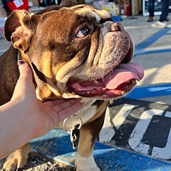 Photo of Clara Cupcake, adoptable English Bulldog in Beverly Hills, California