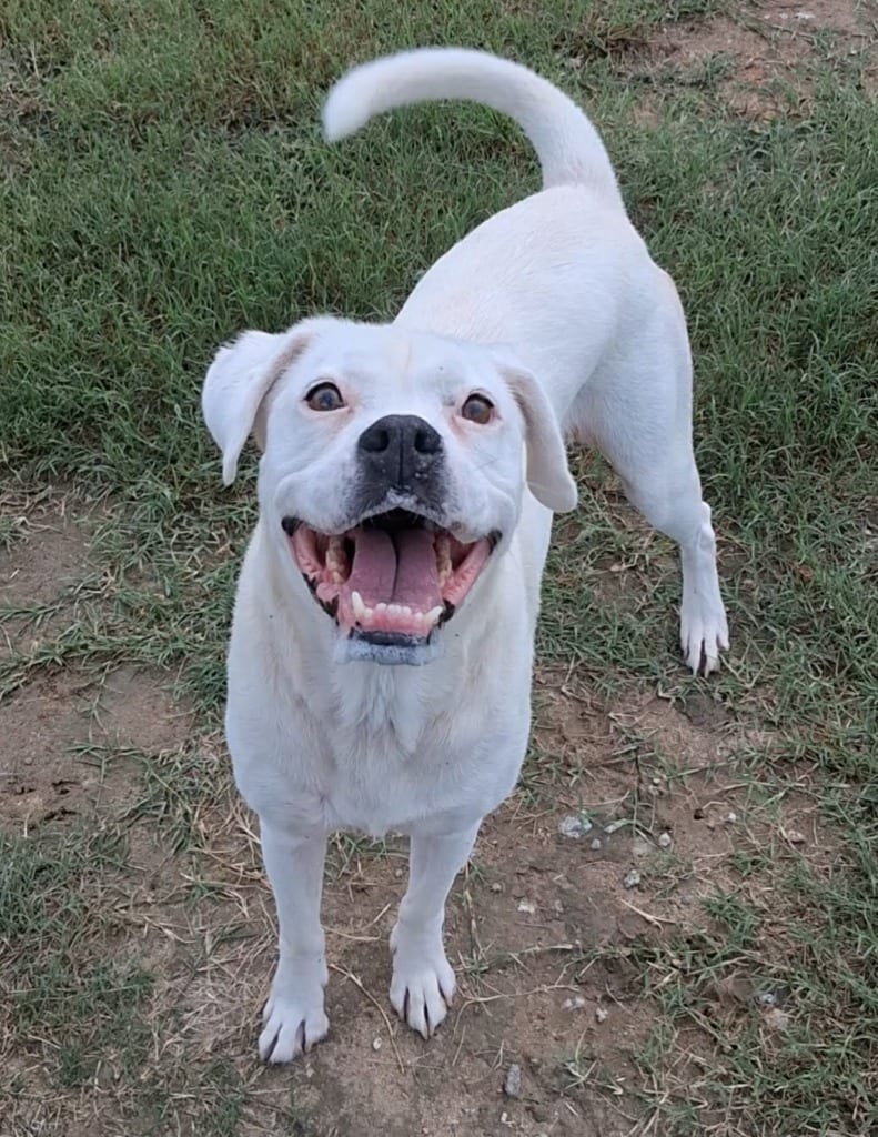 Photo of Poncho, adoptable Boxer in Hartsville, South Carolina
