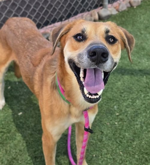 Photo of Churro, adoptable Labrador Retriever in Phoenix, Arizona