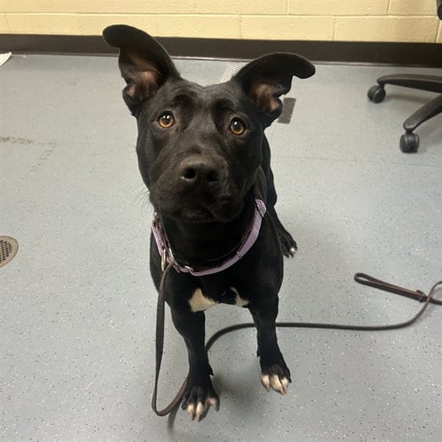 Photo of Tootsie Roll, adoptable American Pit Bull Terrier in Denver, Colorado