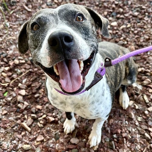 Photo of Rhubarb, adoptable American Pit Bull Terrier in Mesa, Arizona
