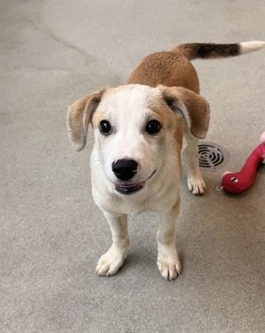 Photo of Mars, adoptable Border Collie in San Martin, California