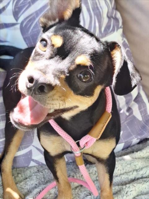 Photo of Metapod, adoptable Terrier in Woodland, California