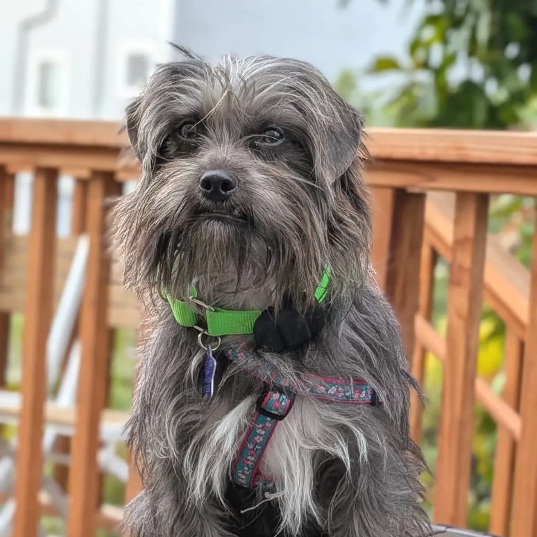 Photo of Robin, adoptable Terrier / Mixed Breed (Small) in San Francisco, California