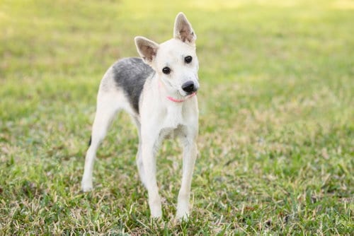 Photo of Roscoe, adoptable German Shepherd Dog in Montgomery, Alabama