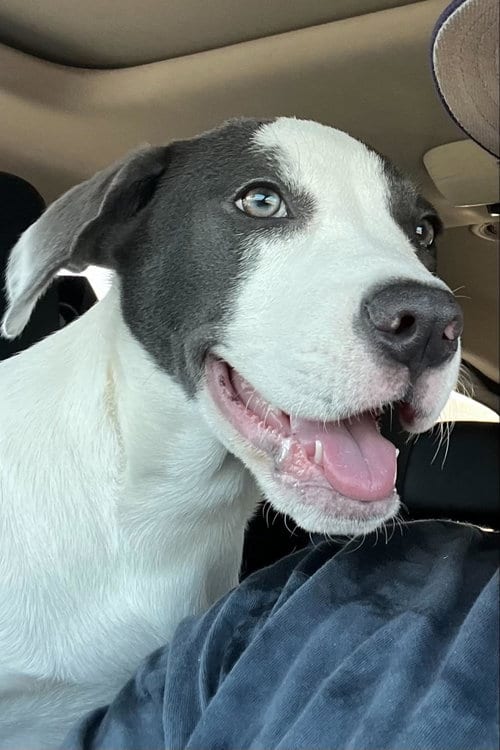 Photo of Norma Jean, adoptable Unknown breed in Mobile, Alabama