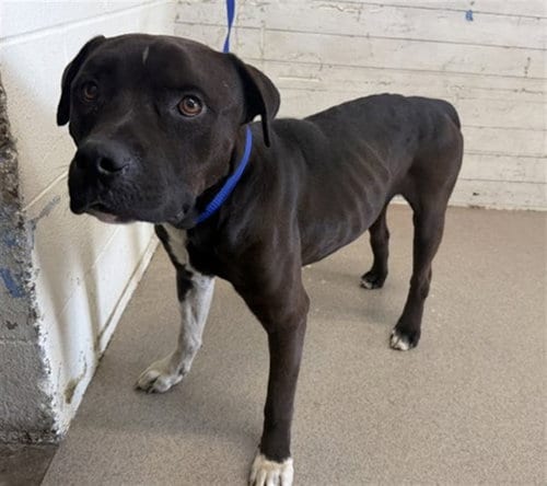 Photo of Bruce, adoptable Pit Bull Terrier in San Bernardino, California
