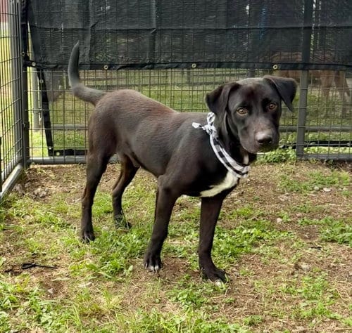 Photo of Nate, adoptable Terrier in Abbeville, Louisiana