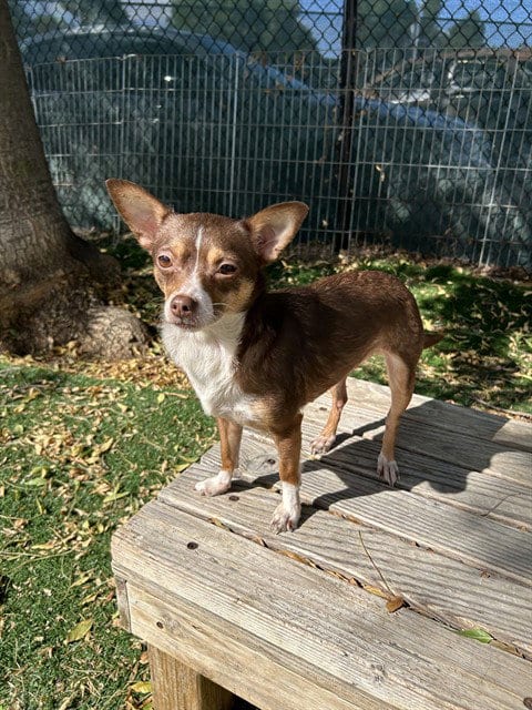 Photo of Peregrine, adoptable Chihuahua in Fremont, California