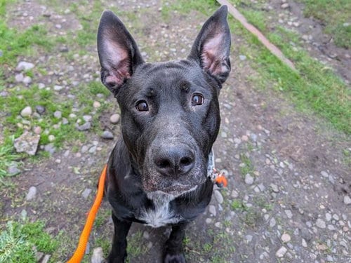 Photo of Walter, adoptable Pit Bull Terrier in Tacoma, Washington