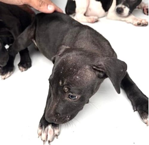 Photo of A661271, adoptable Pit Bull Terrier in Houston, Texas