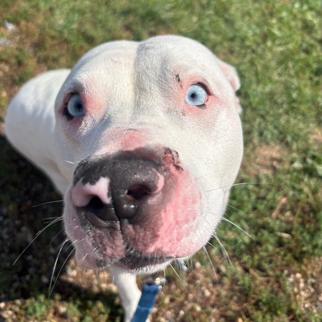 Photo of Hashbrown, adoptable Terrier / Bulldog, American in West Des Moines, Iowa