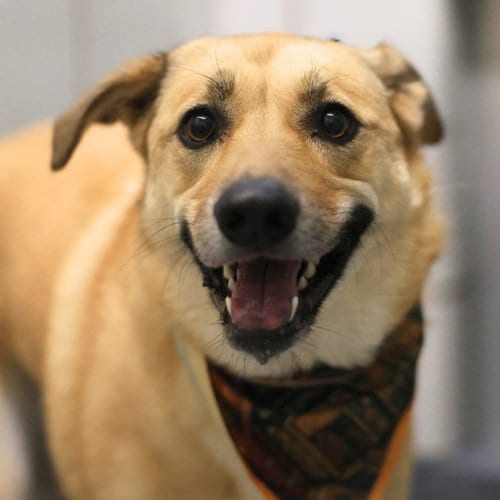 Photo of Eunice, adoptable Labrador Retriever in San Antonio, Texas