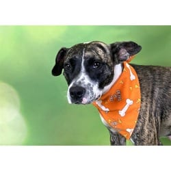 Photo of Lola, adoptable Labrador Retriever in Ft Lauderdale, Florida