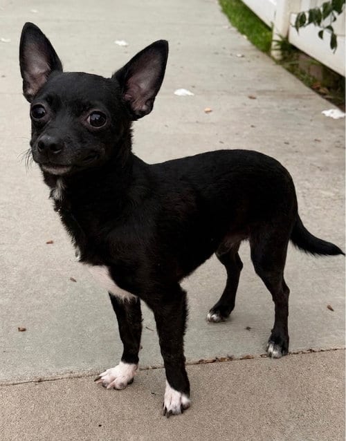 Photo of Dice, adoptable Chihuahua in Newport Beach, California
