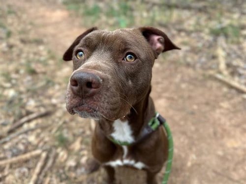 Photo of Mocha, adoptable Pit Bull Terrier in Charlotte, North Carolina