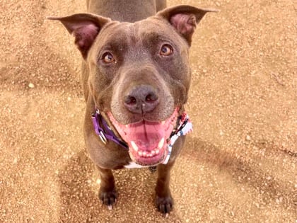 Photo of Brad, adoptable dog in Georgetown, Texas