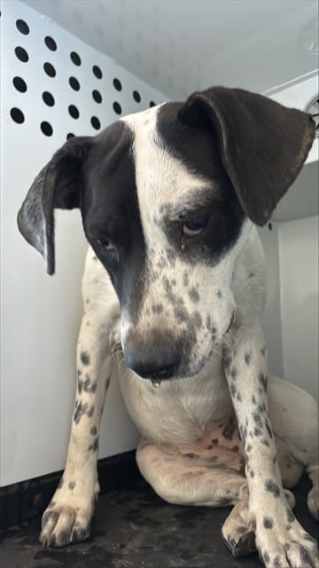 Photo of Senior Australian Cattle Dog, adoptable Australian Cattle Dog in San José, California
