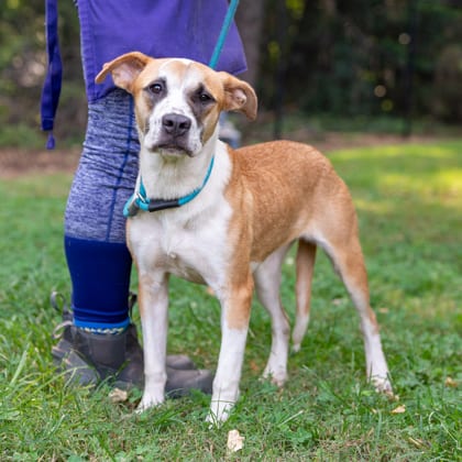 Photo of Cardi B, adoptable dog in Chamblee, Georgia