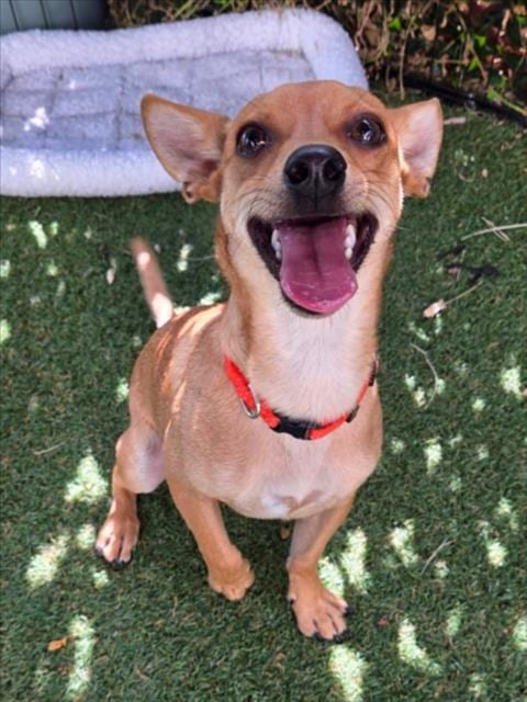 Photo of Dale, adoptable Chihuahua in Woodland, California